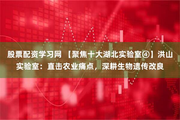 股票配资学习网 【聚焦十大湖北实验室④】洪山实验室：直击农业痛点，深耕生物遗传改良